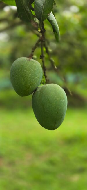 হিমসাগর আম (Himsagar Mango) 20KG