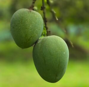 WhatsApp Image 2025-05-16 at 18.43.18_8495006d হিমসাগর আম (Himsagar Mango) 20KG